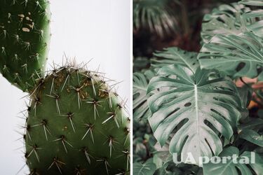 Which houseplants are dangerous to human energy - which flowerpots feed on human energy