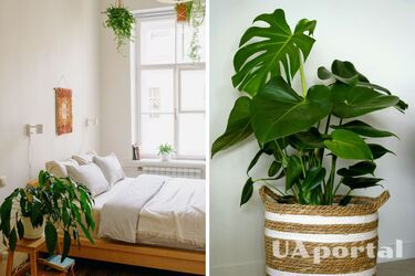 Куда нельзя ставить цветы дома и почему – плохие места в квартире для вазонов