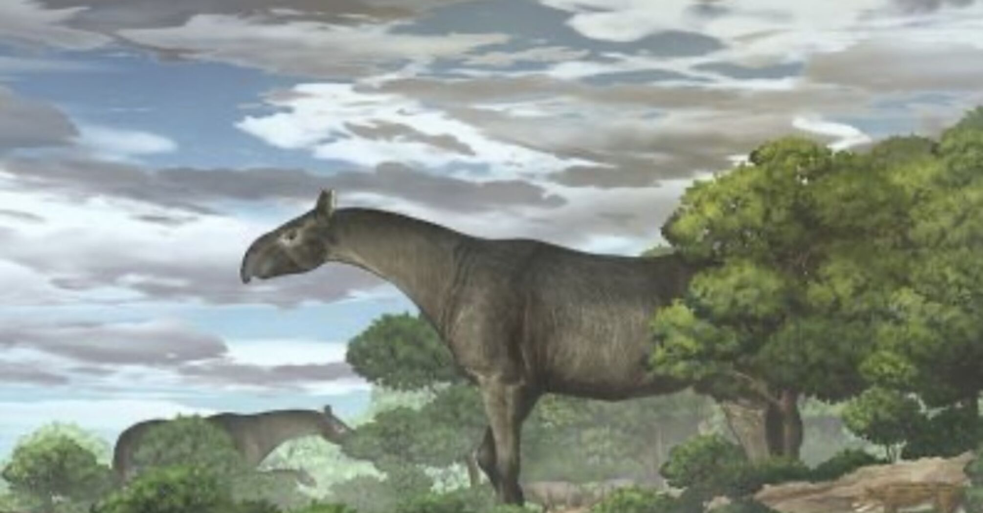 Ученые открыли новый вид носорога, который жил 26,5 миллионов лет назад: весил 21 тонну