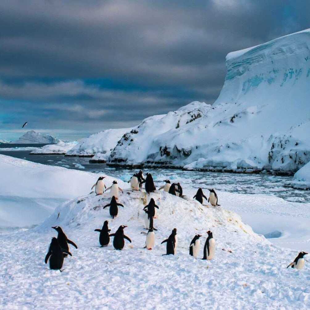 Колонии пингвинов 'атаковали' украинскую полярную станцию (фото)