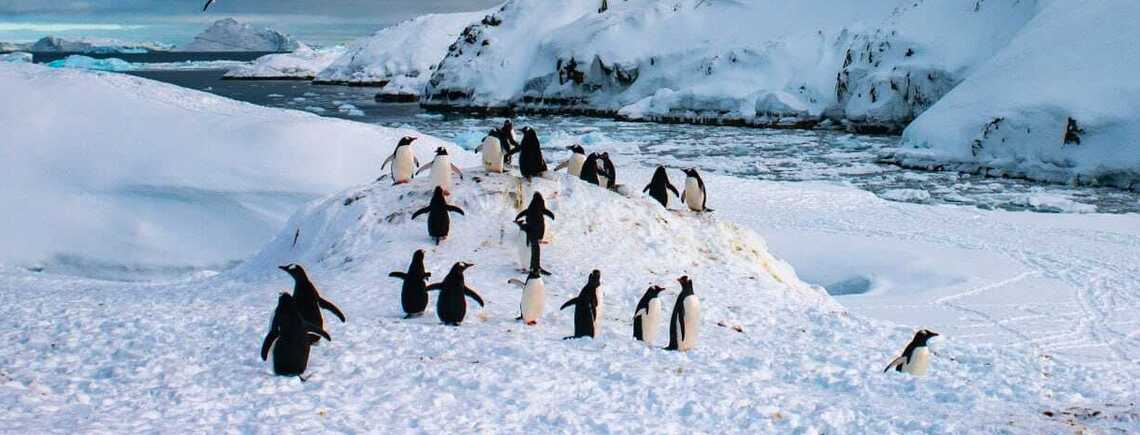 Колонії пінгвінів 'атакували' українську полярну станцію (фото)