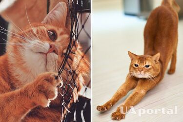 Три действенных 'бабушкиных совета', как убрать запах кошачьей мочи из дома