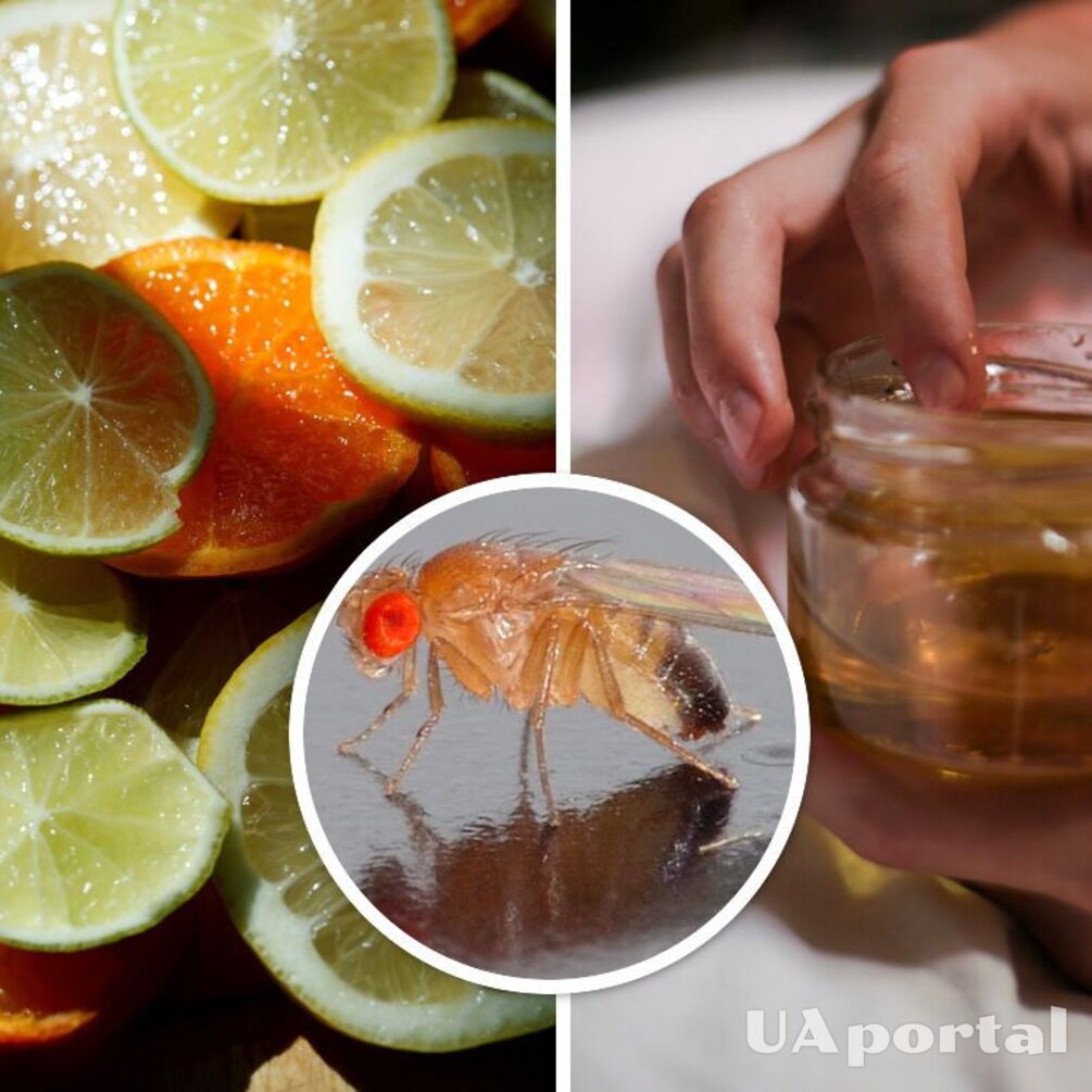 Як за допомогою меду позбутися плодових мушок в будинку: дієвий лайфхак