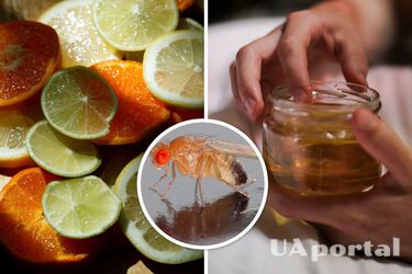 Як за допомогою меду позбутися плодових мушок в будинку: дієвий лайфхак