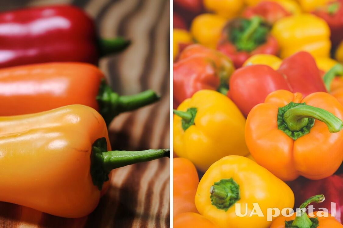 How to properly store bell peppers so that they do not rot and wilt