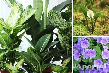 Комнатные растения, притягивающие бедность и проблемы с деньгами