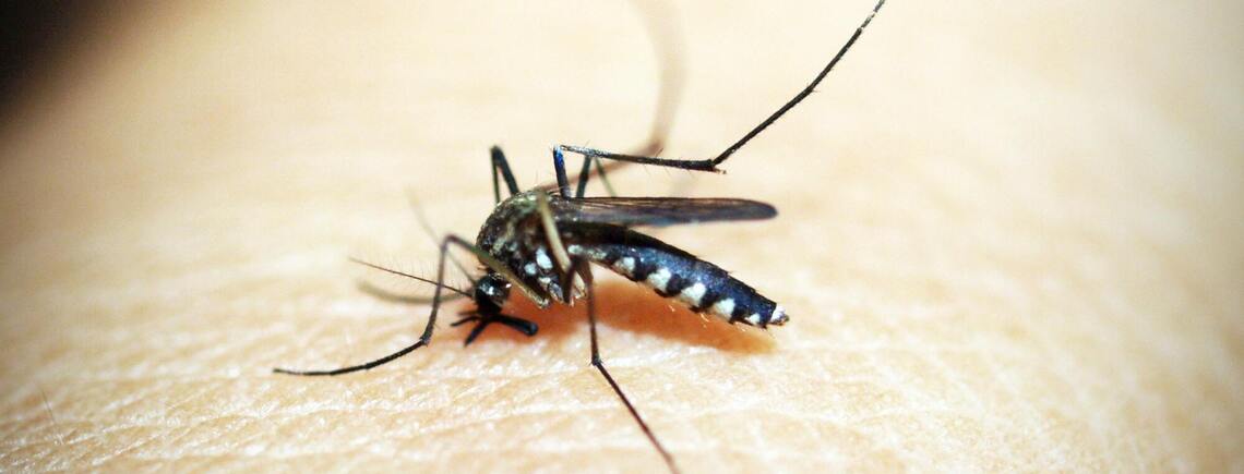Почему укусы комаров чешутся и как быстро остановить зуд