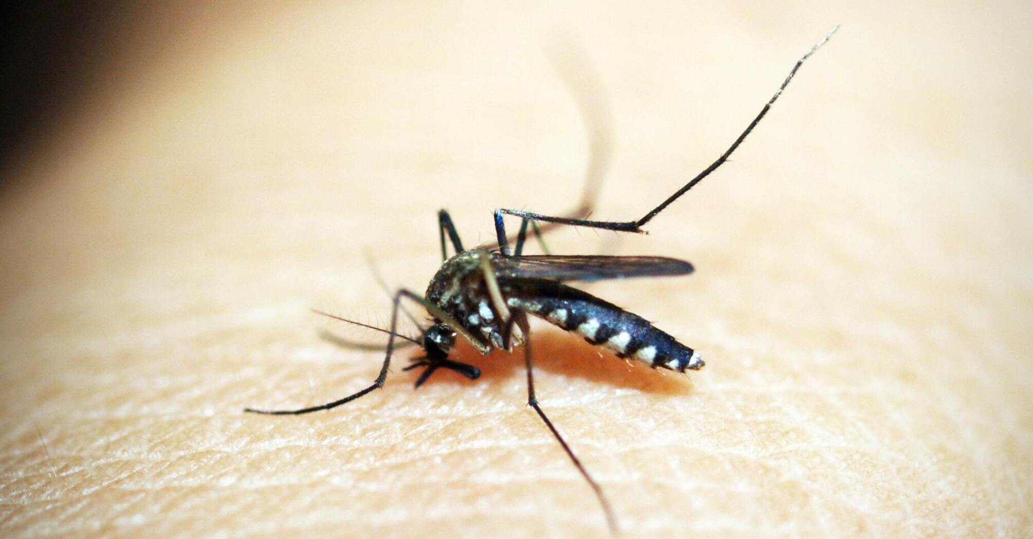 Чому укуси комарів чешуться та як швидко зупинити свербіж