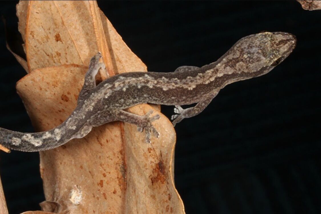 Вчені випадково виявили новий вид ящірок в Австралії (фото)
