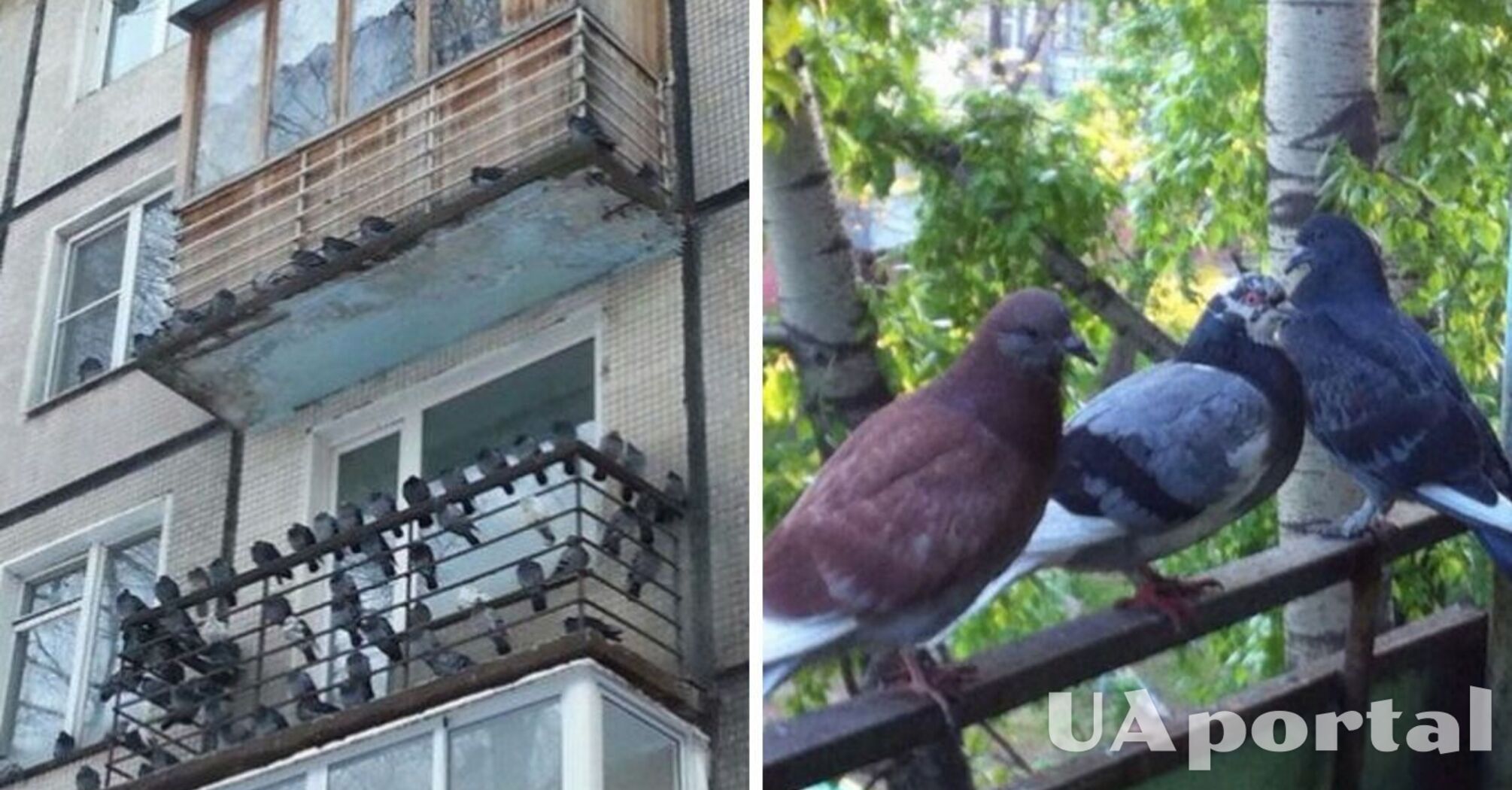 How to scare away pigeons from the balcony with the help of a toy snake
