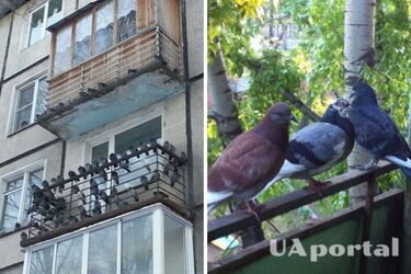 Як відлякати голубів з балкона