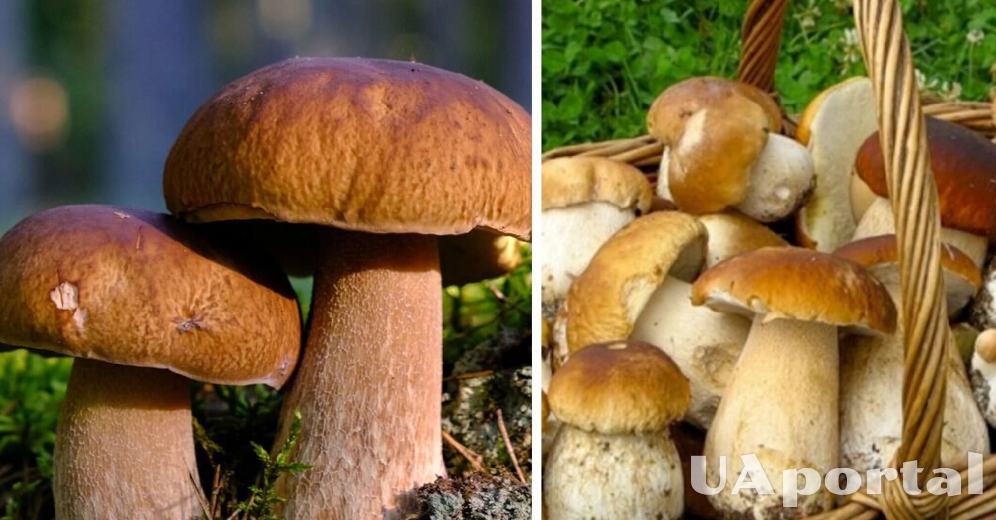 Where to look for porcini mushrooms: mushroom pickers reveal the secret 