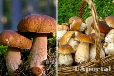 У який місцях шукати білі гриби: грибники розкрили секрет 