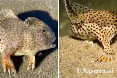 В Австралии нашли редкую рыбу с лапками, которую считали вымершей (фото и видео)