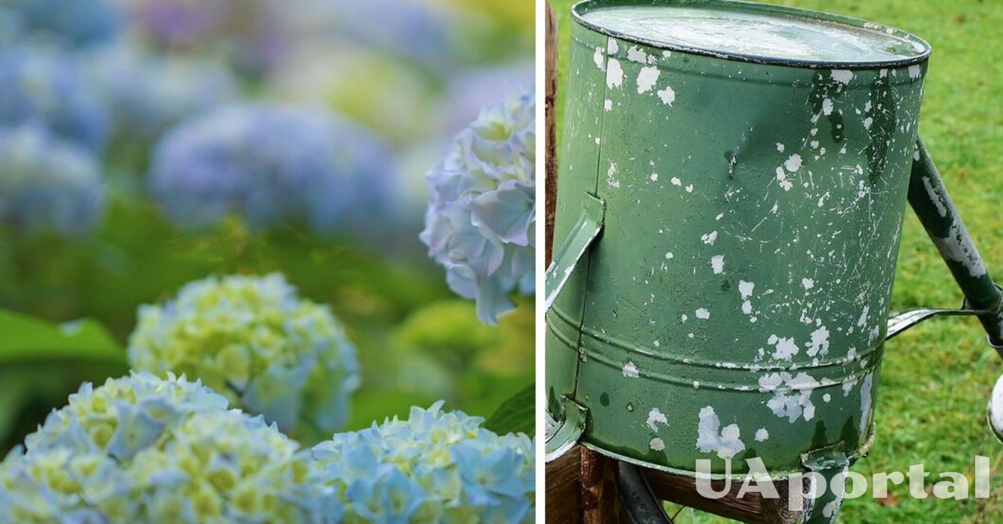 Withered hydrangeas will 'come back to life' thanks to three simple steps: tips from gardeners