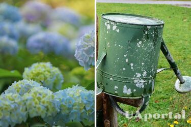 Withered hydrangeas will 'come back to life' thanks to three simple steps: tips from gardeners