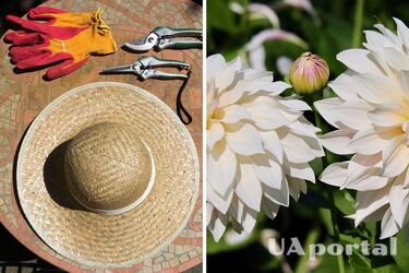 Садоводы назвали два цветка, которые нужно обрезать сейчас, чтобы они продолжали цвести