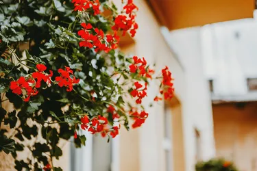 Что означает окраска герани: уникальные свойства и символизм