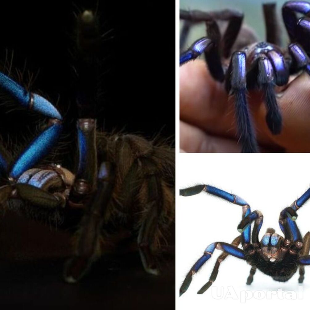 Блестящий и яркий: ранее неизвестный вид тарантула обнаружили в лесах Таиланда (фото и видео)