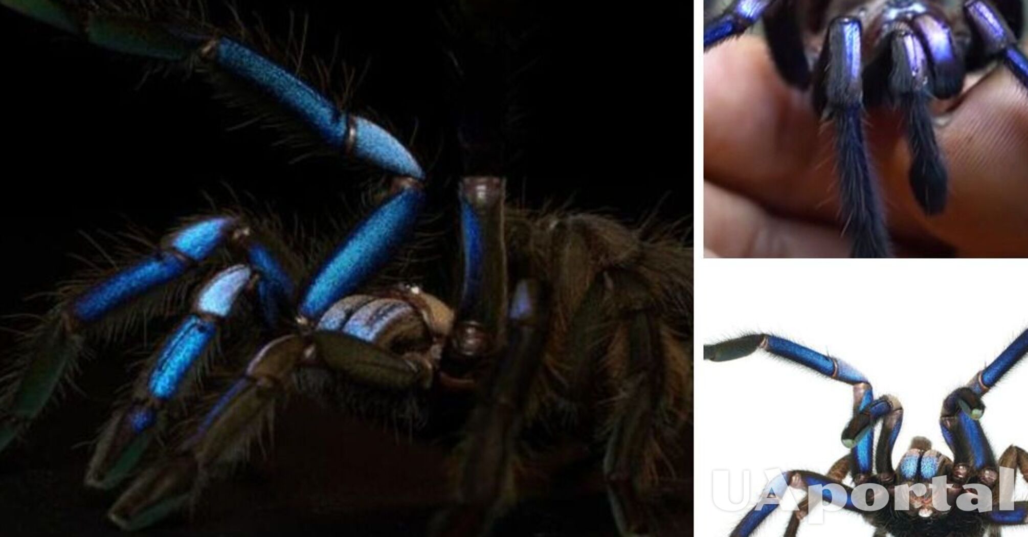 Блестящий и яркий: ранее неизвестный вид тарантула обнаружили в лесах Таиланда (фото и видео)