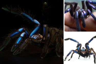 Блискучий та яскравий: раніше невідомий вид тарантула знайшли в лісах Таїланду (фото та відео)