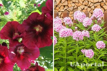 Топ-5 растений, которые лучше не сажать в саду: постоянно болеют и нуждаются в тщательном уходе.