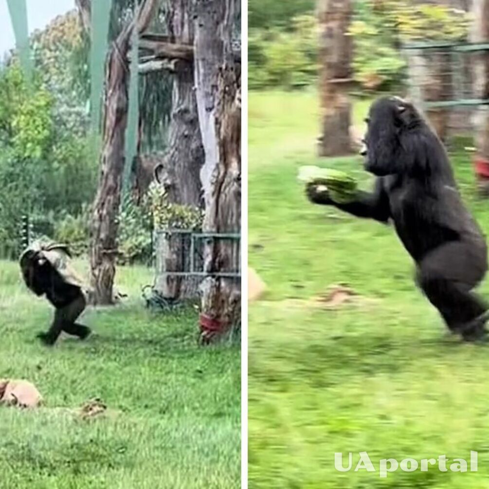 Spectators cried with laughter: two gorillas in the zoo were frightened by the rain (video)