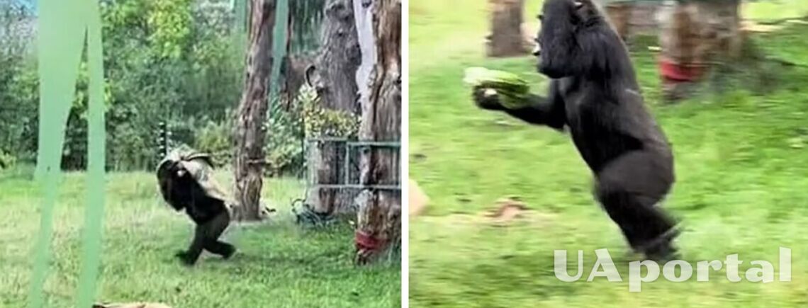 Глядачі плакали від сміху: двоє горил у зоопарку налякалися дощу (відео)