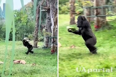 Spectators cried with laughter: two gorillas in the zoo were frightened by the rain (video)