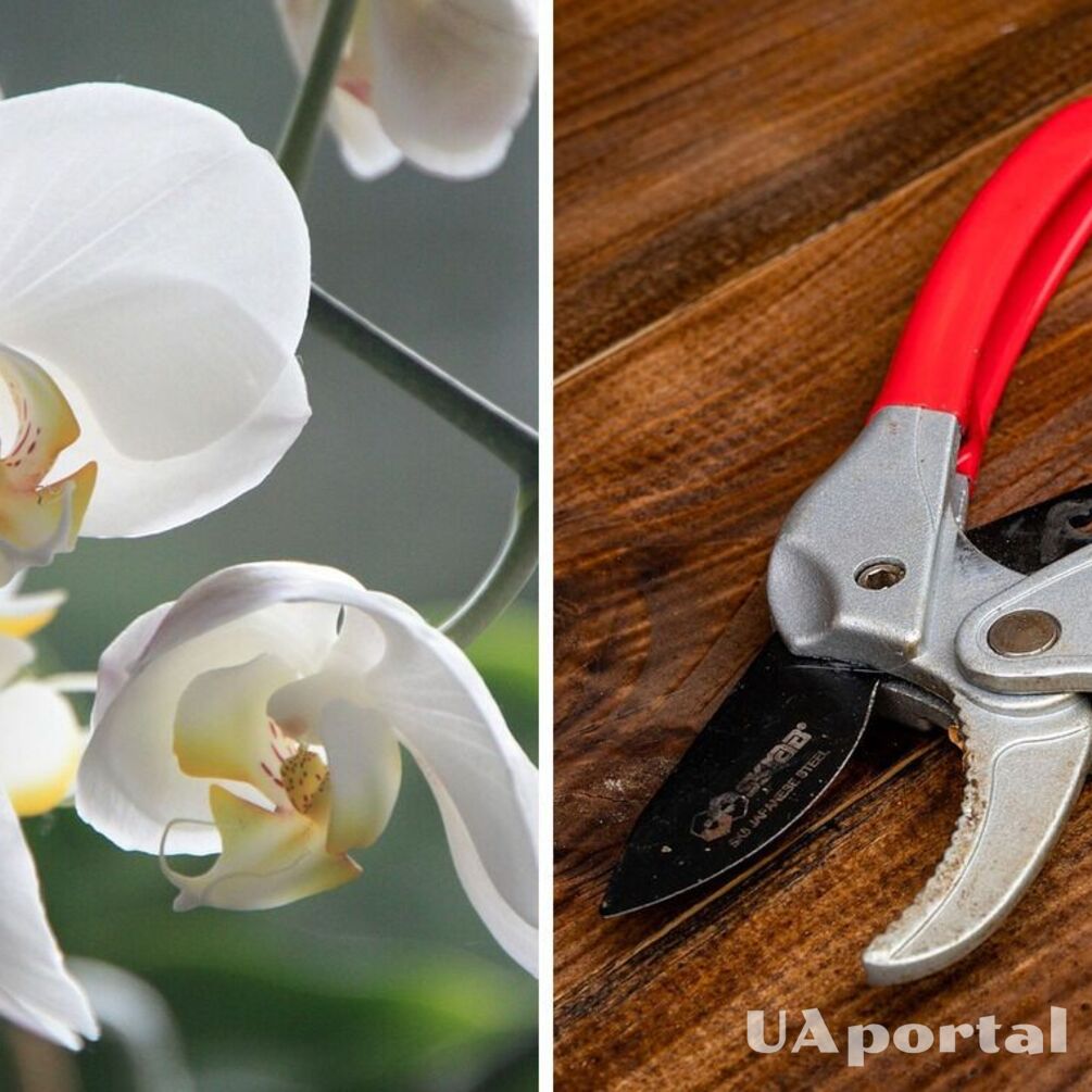 Експерти пояснили, як правильно обрізати орхідею, щоб отримати пишні квіти