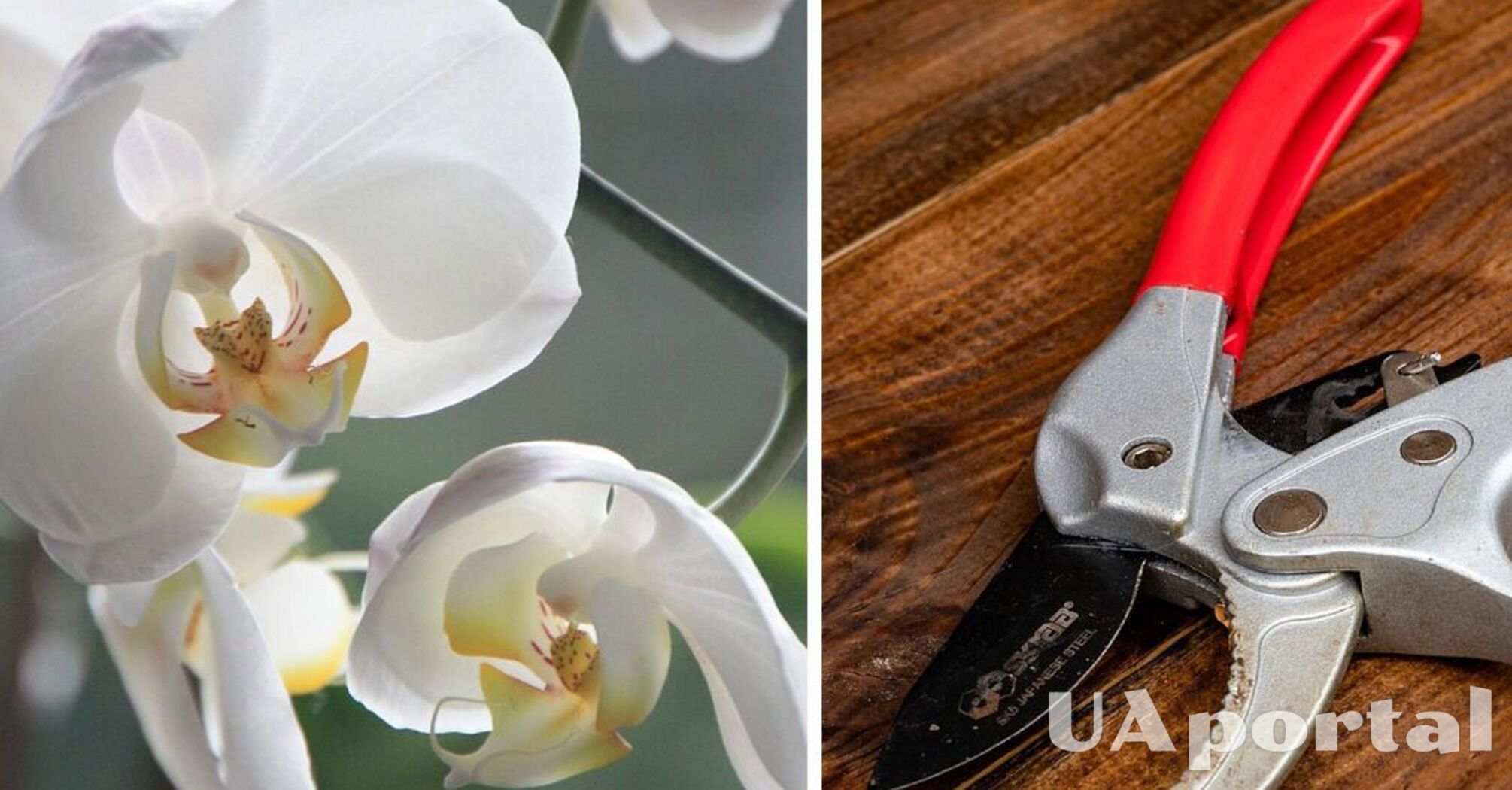 Эксперты объяснили, как правильно обрезать орхидею, чтобы получить пышные цветы