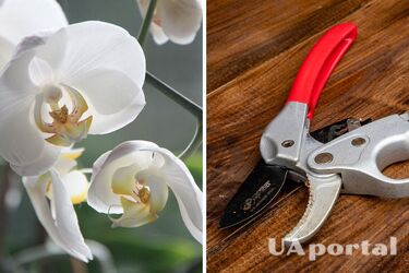 Эксперты объяснили, как правильно обрезать орхидею, чтобы получить пышные цветы