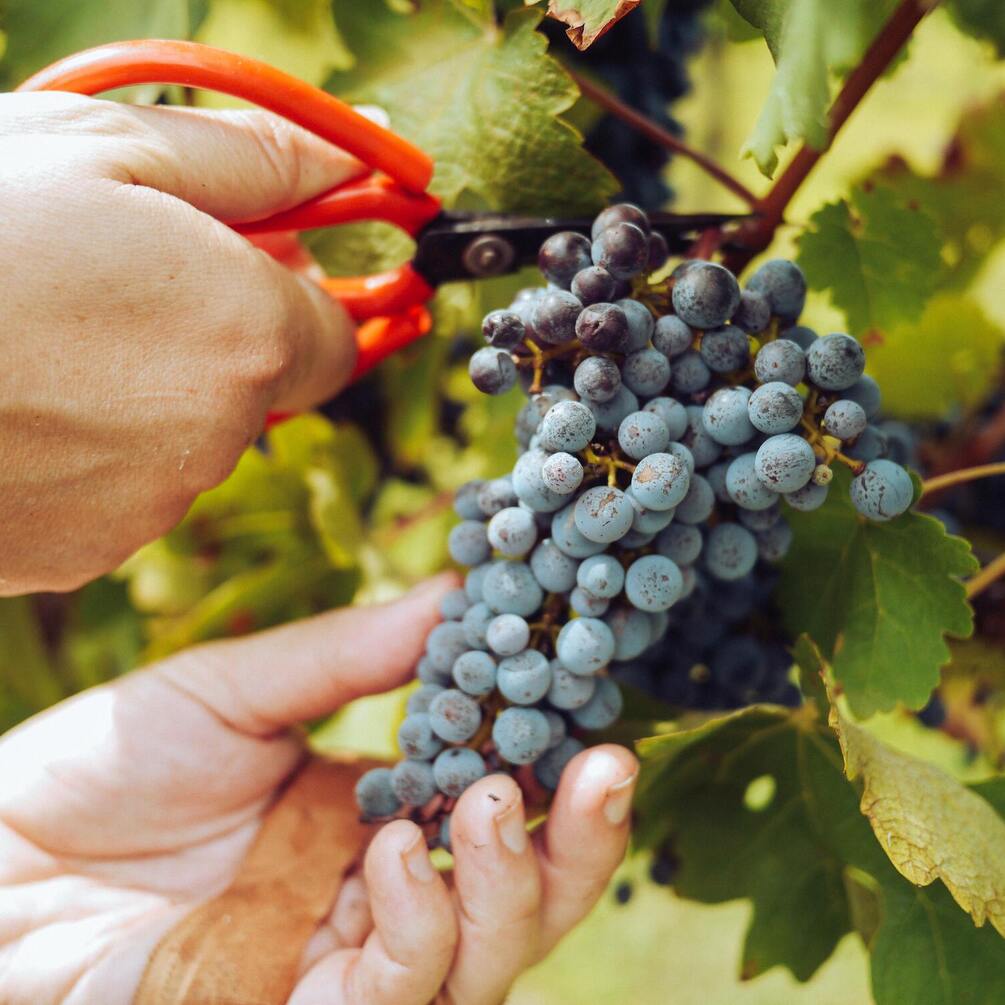 Як правильно обрізати виноград: поради для щедрого врожаю