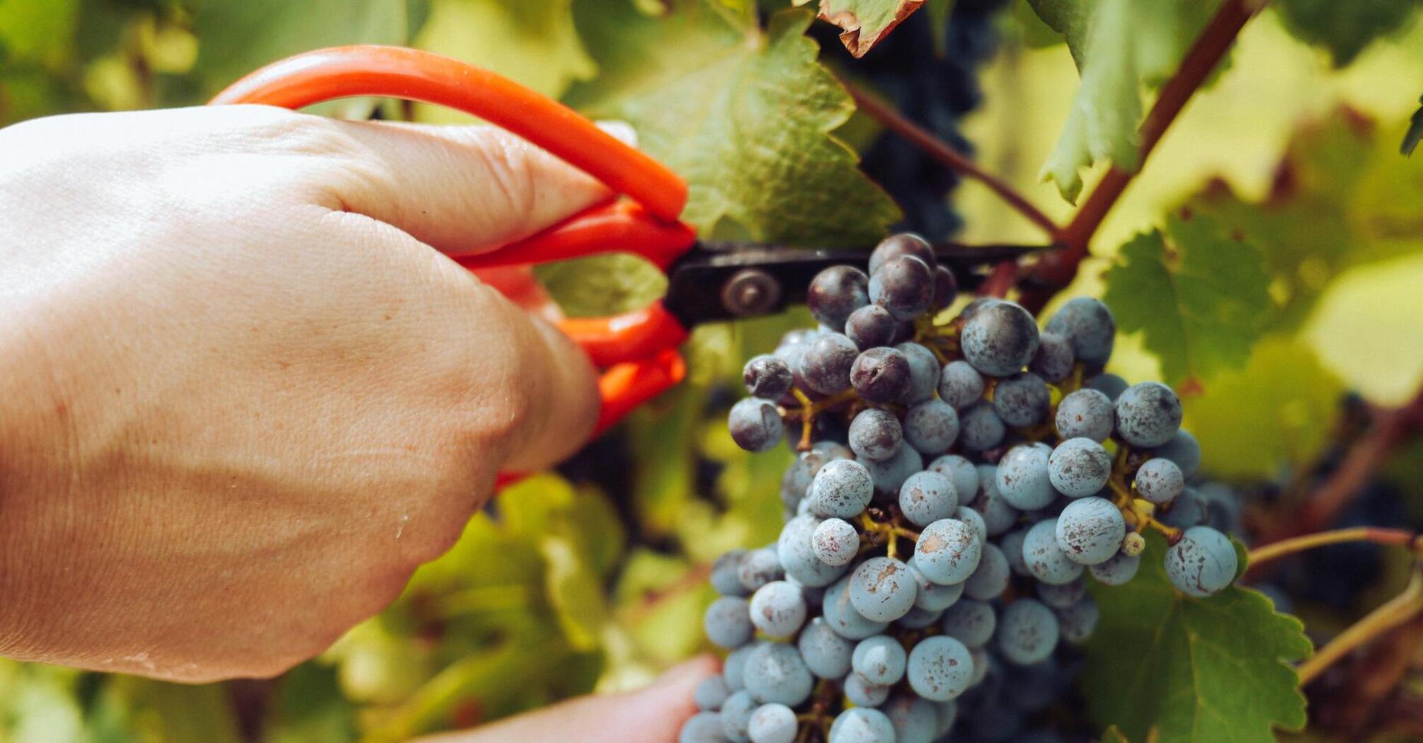 Как правильно обрезать виноград: советы для щедрого урожая