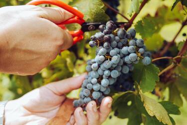 How to prune grapes correctly: tips for a bountiful harvest