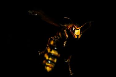 Советы при укусе шершня