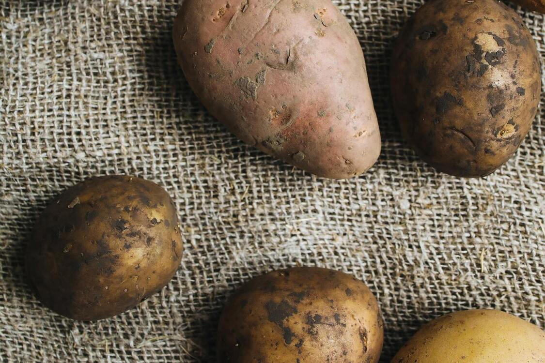 Як правильно зберігати картоплю в домашніх умовах, щоб запобігти її гниттю
