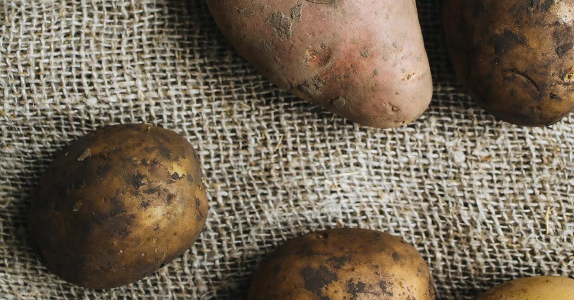 Як правильно зберігати картоплю в домашніх умовах, щоб запобігти її гниттю
