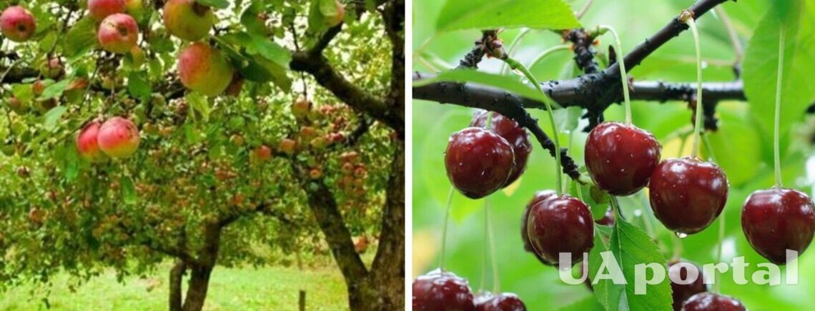 Чим підживити яблуню та вишню, щоб наступного року був хороший врожай: поради городників 