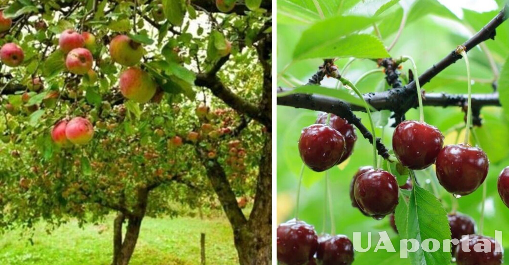 Чем подкормить яблоню и вишню, чтобы в следующем году был хороший урожай: советы огородников