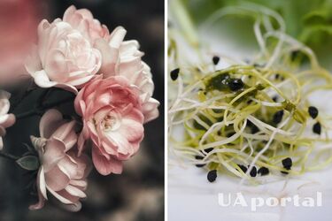 Садівники пояснили, як заохотити пишне цвітіння троянд: знадобиться люцерна