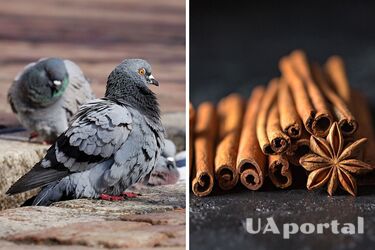 Ароматна спеція віджене голубів з саду чи дачі: поради експертів