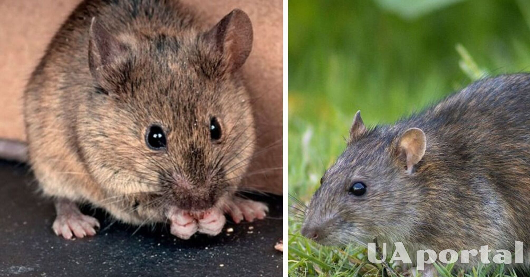 Борьба с мышами на огороде: что отпугивает грызунов