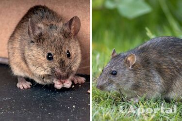 Fighting mice in the garden: what repels rodents