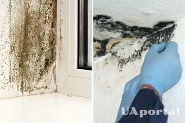 Як позбутися цвілі на вікнах: чотири способи