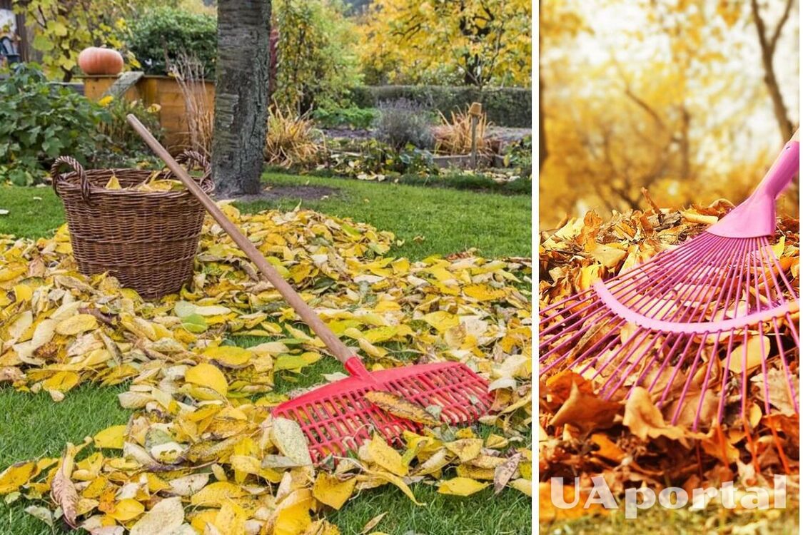 Як досвідчені садівники радять використовувати опале листя з користю для ділянки: прості поради
