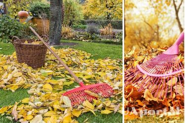 Как сделать удобрение для сада и огорода из опавших листьев