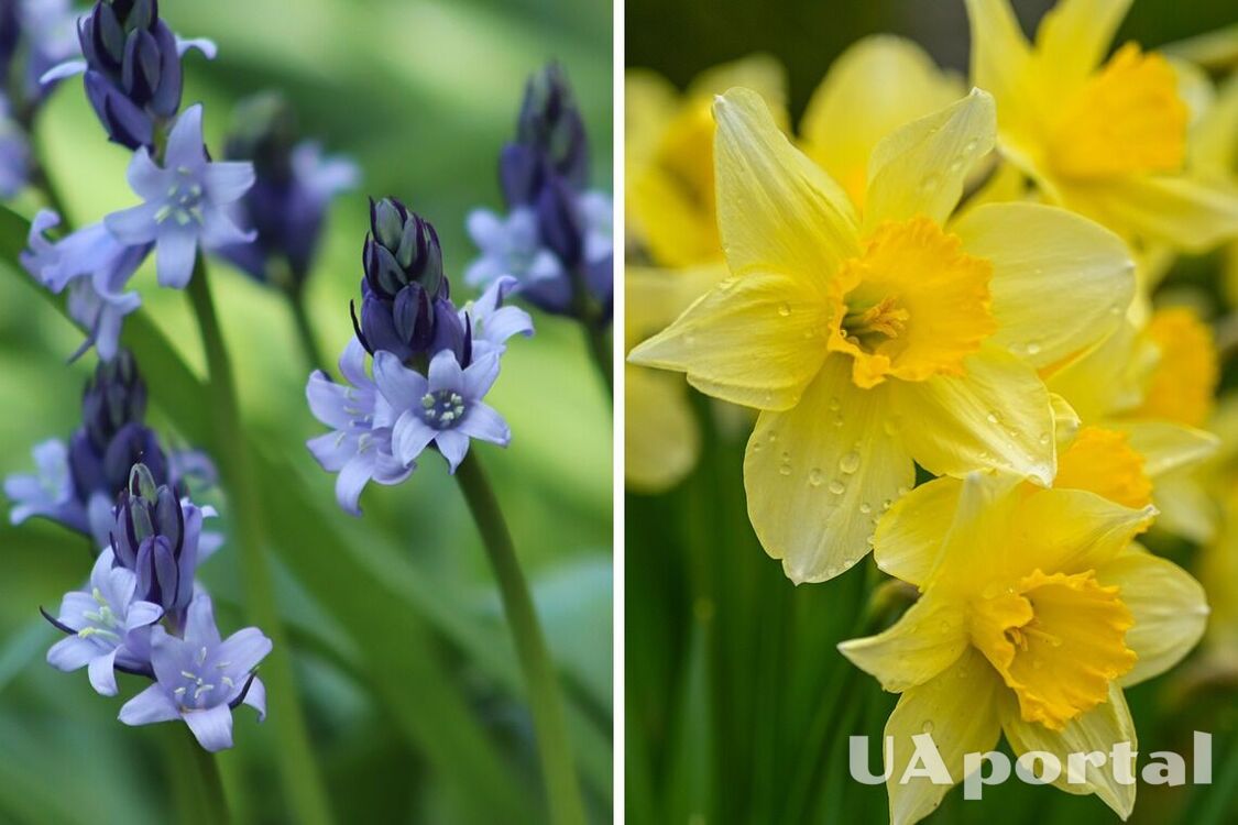 Gardeners named five flowers that should be planted before the end of September: they will bloom in the spring