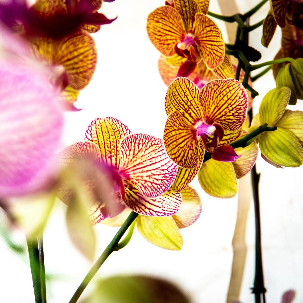 Без добрив і хімікатів: що зробити для рясного цвітіння орхідей