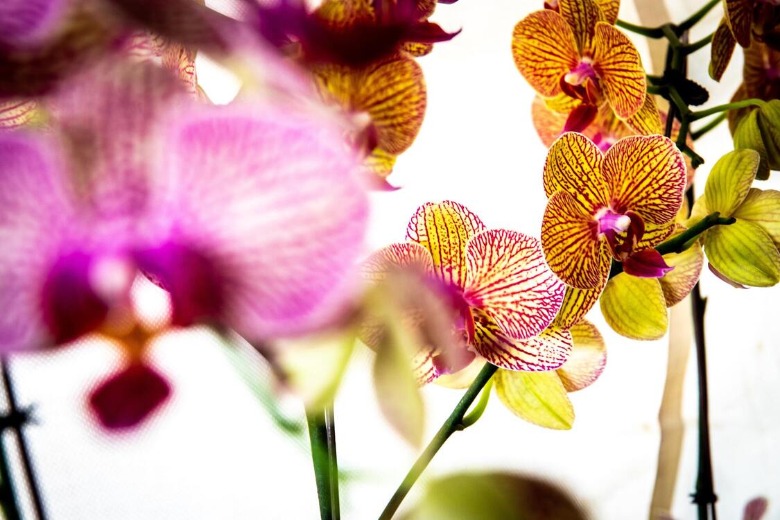 Без удобрений и химикатов: что сделать для обильного цветения орхидей